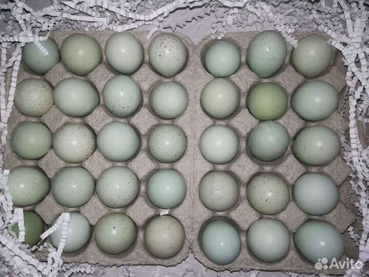 Кассеты для перепелиных яиц