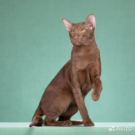 Ориентальная