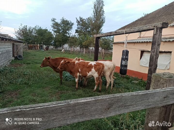 Телята бычки