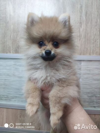 Шпиц девочка