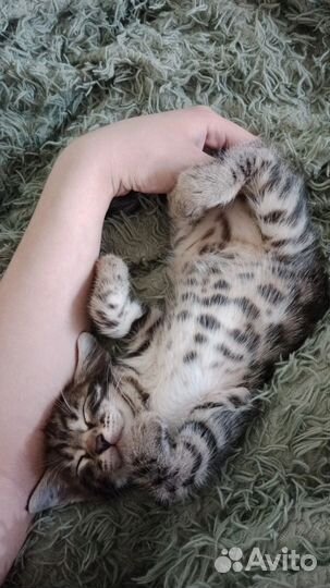 Бенгальский котенок