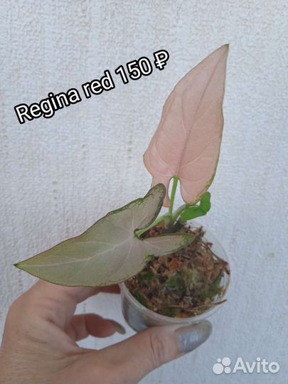 Сингониум Rainbow, Green Arrow mutation