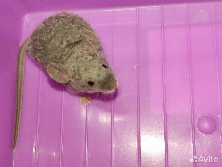 Декоративные мыши