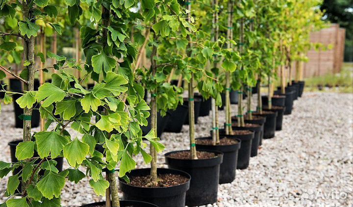 Грунт для плодовых растений и лиственных 25 кг