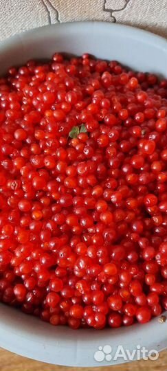 Ягода лесная