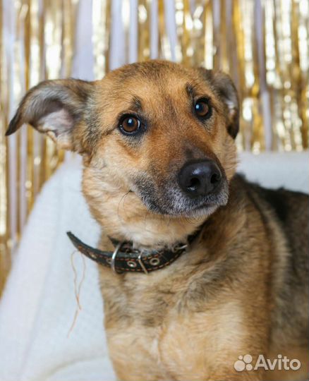 Предали и сдали в приют