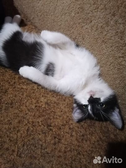 Котята в добрые руки бесплатно