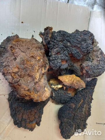 Чага березовая сухая