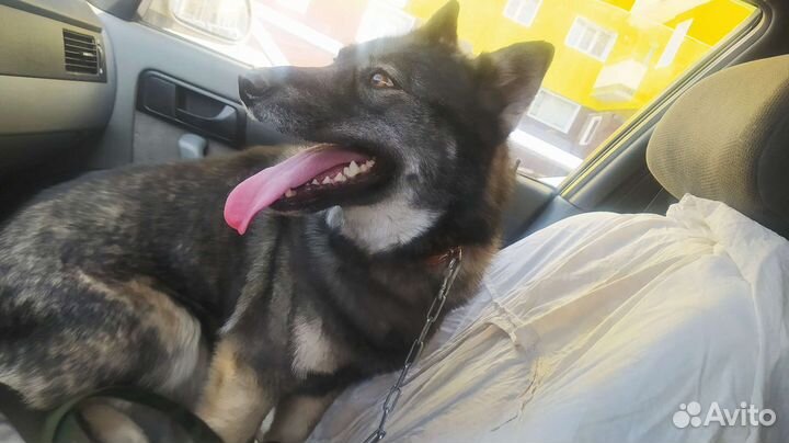 Собака в добрые руки