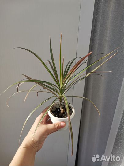 Комнатные растения цветы