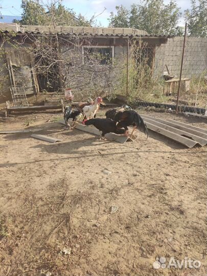 Шамо молодняк