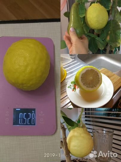 Лимонное дерево с плодами