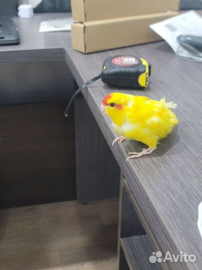 Попугаи Корелла и Какарик