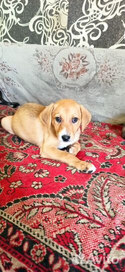 Отдам в добрые руки