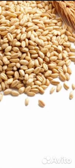 Зерно пшеница ячмень в мешках