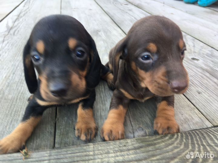 Щенки таксы