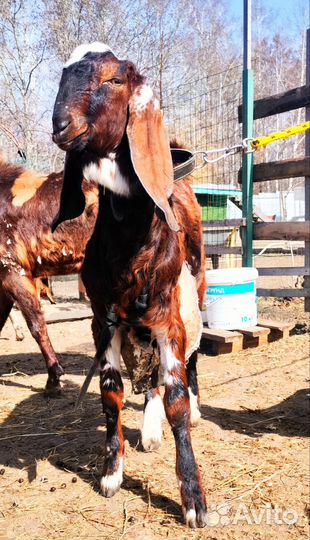 Козлик камори 50%