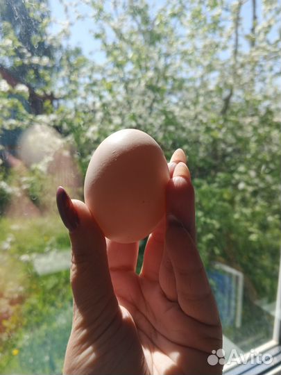 Домашние куриные яйца