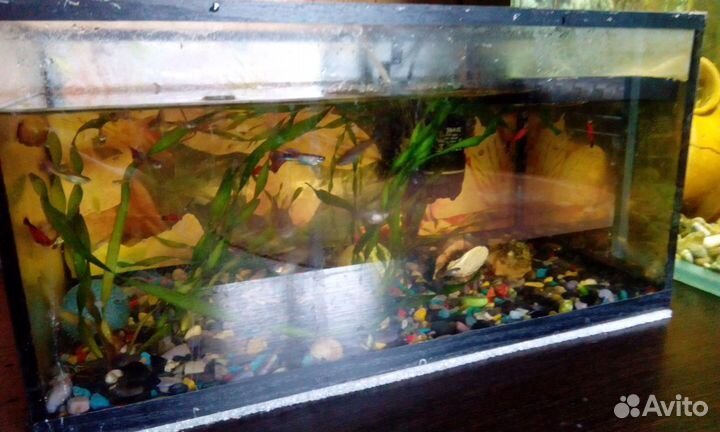 Продам рыбок Гуппи