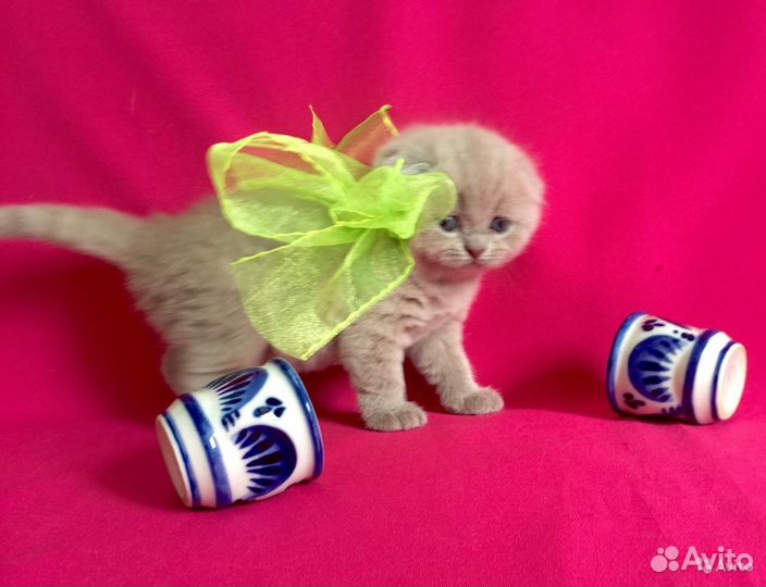 Элитные шотландские малыши