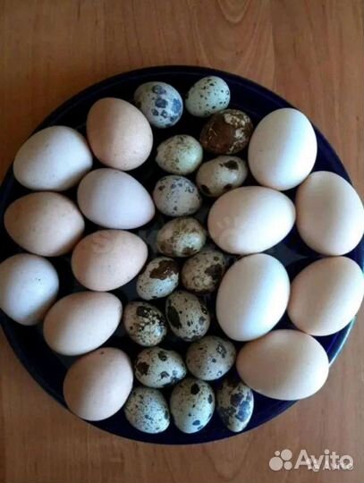 Яйца цесарки, цесарята,индоутки и индоутята