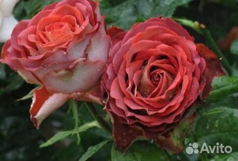 Роза чайно-гибридная Гинесс (Guinness)