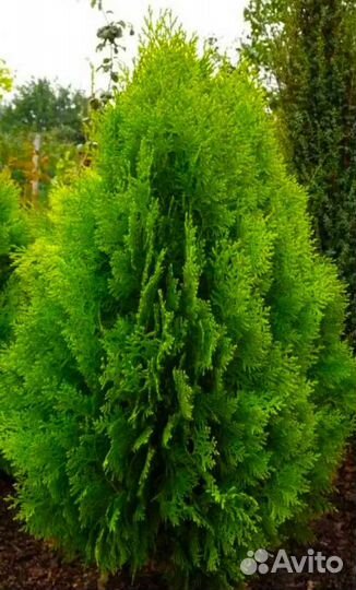 Предлагаю семена