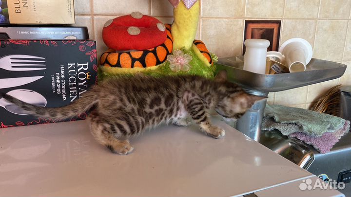 Бенгальские котята