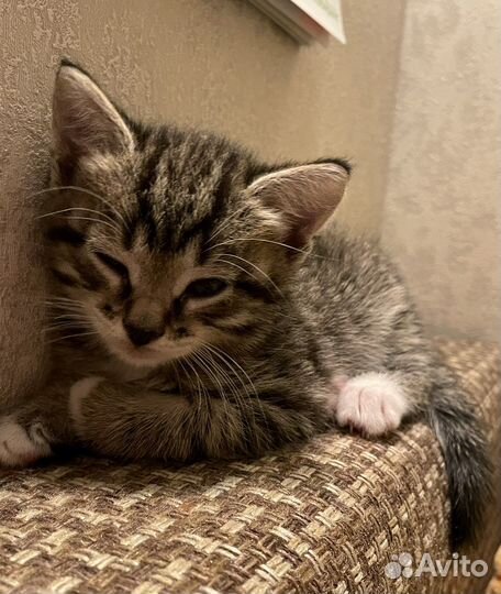 Котики в добрые руки