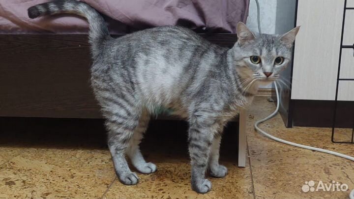 Красивая шотланская кошечка ищет дом в дар