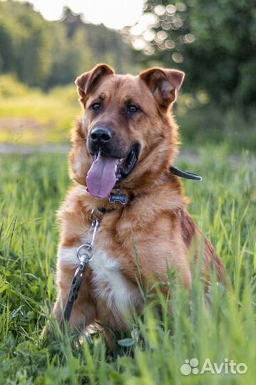 Собака рыжий пёс в добрые руки бесплатно