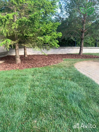 Рулонный газон