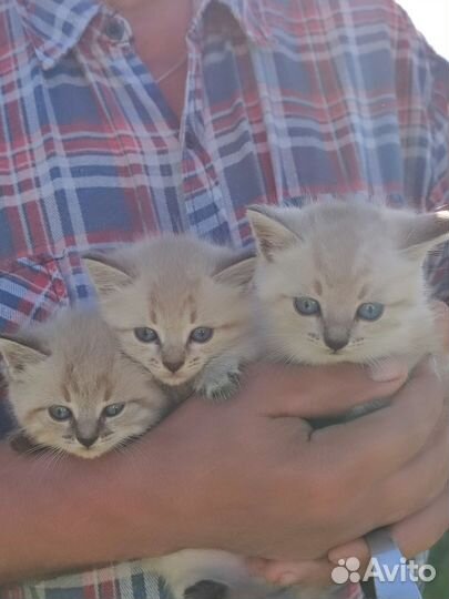 Котята невская маскарадная порода