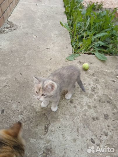 Отдам в добрые руки