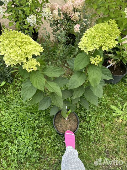 Гортензия Лаймлайт