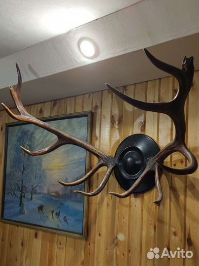 Рога оленя с креплением