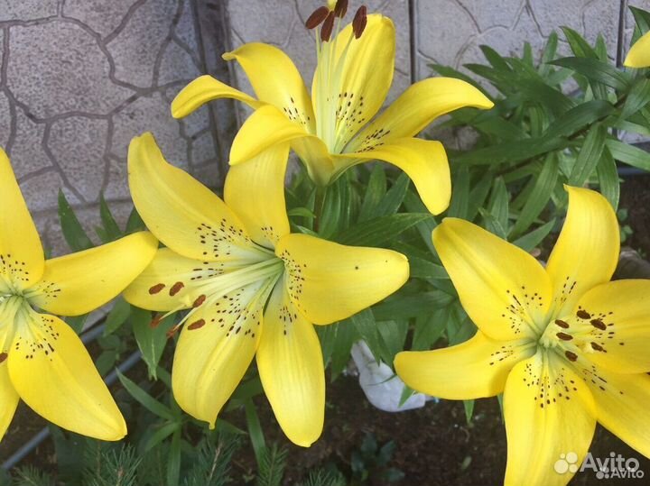 Лилии, лилейники, хосты