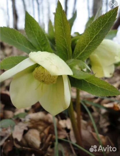 Морозник кавказский