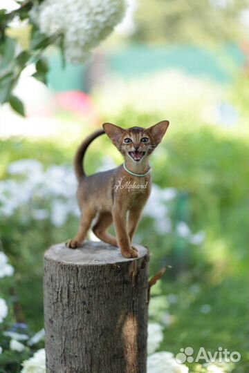 Абиссинские котята