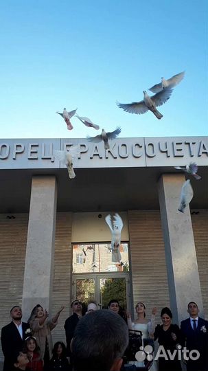 Голуби свадебные