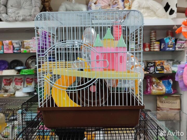 Сирийский хомяк, джунгарики