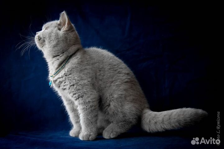 Голубой британский котенок. Мальчик