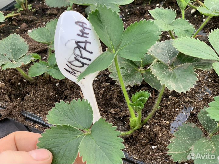 Рассада клубники Мурано