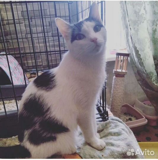 Котик Бублик