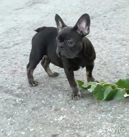 Девочка Смурфетка