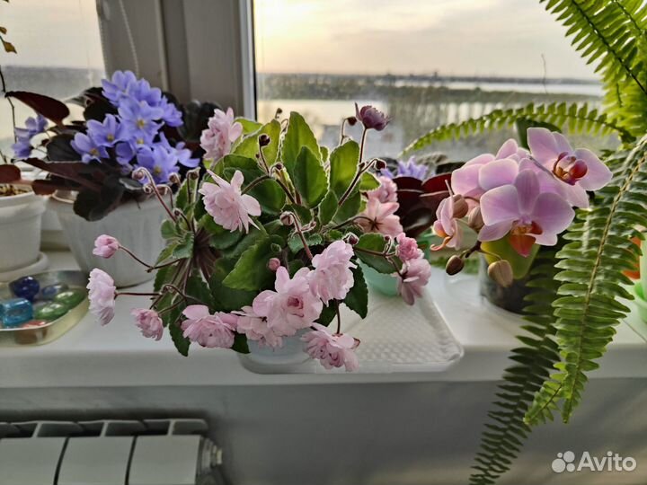 Фиалки сортовые