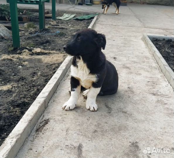 Щенок коротколпик в добрые руки девочка