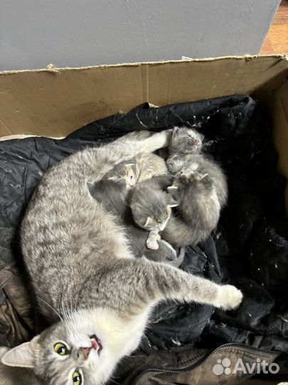Котята отдам в добрые руки бесплатно