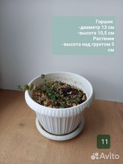 Кактусы и суккуленты
