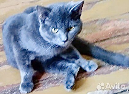 Голубого окраса кот